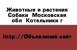 Животные и растения Собаки. Московская обл.,Котельники г.